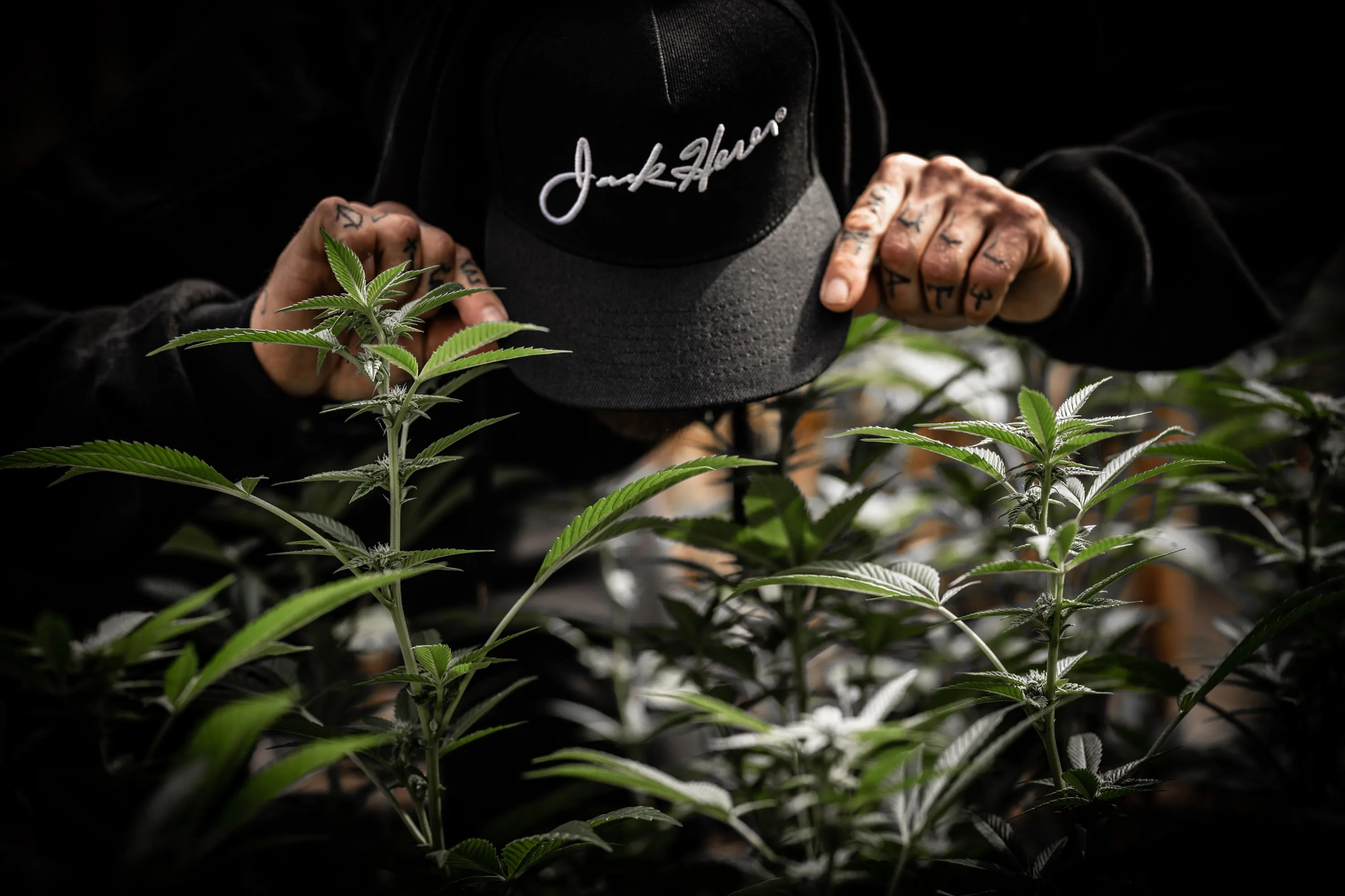 JACK HERER GOLD SIGNATURE HEMP CAP