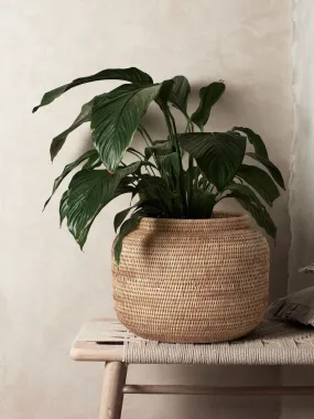 Rattan Planter